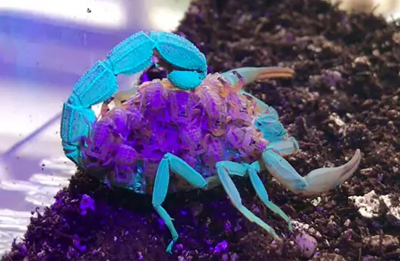 scorpion uv réactif