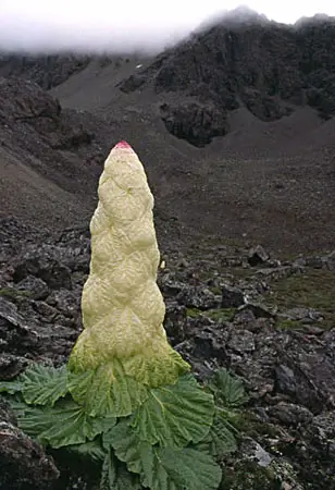 rhubarbe anti uv