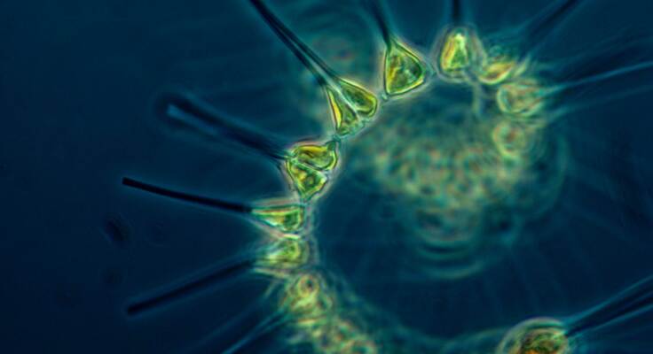 Photo de phytoplancton