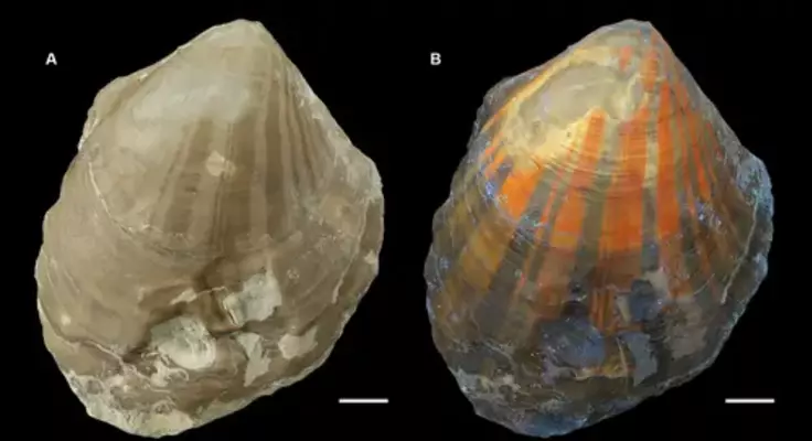 coquillages