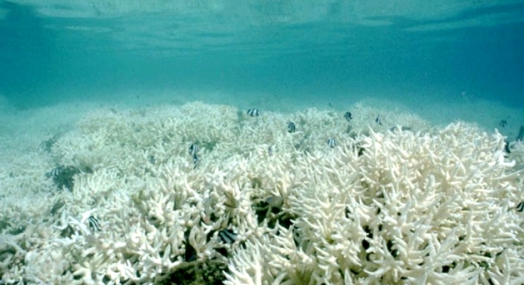 Corail blanc. Source : Wiki Public Domain