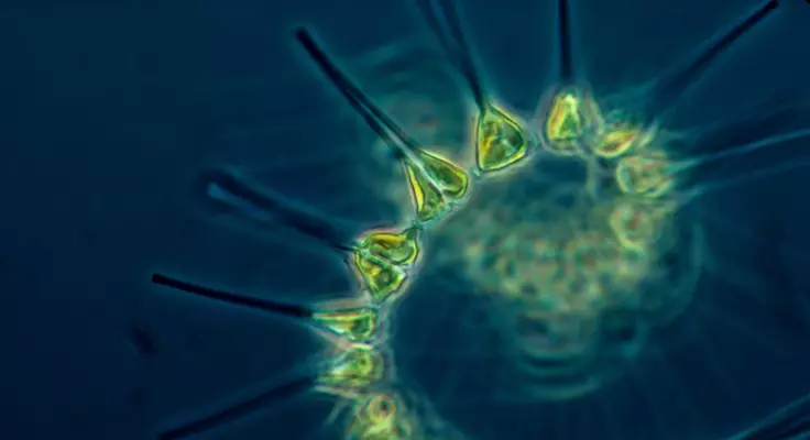 Photo de phytoplancton